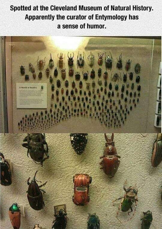 beetles