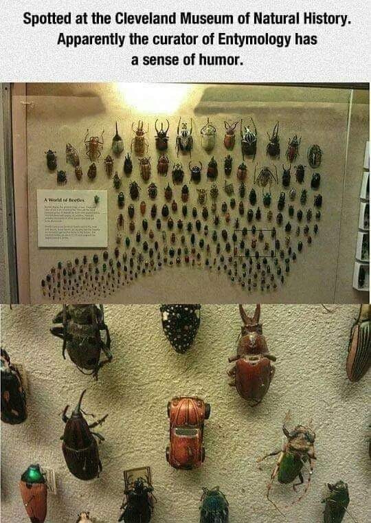 beetles